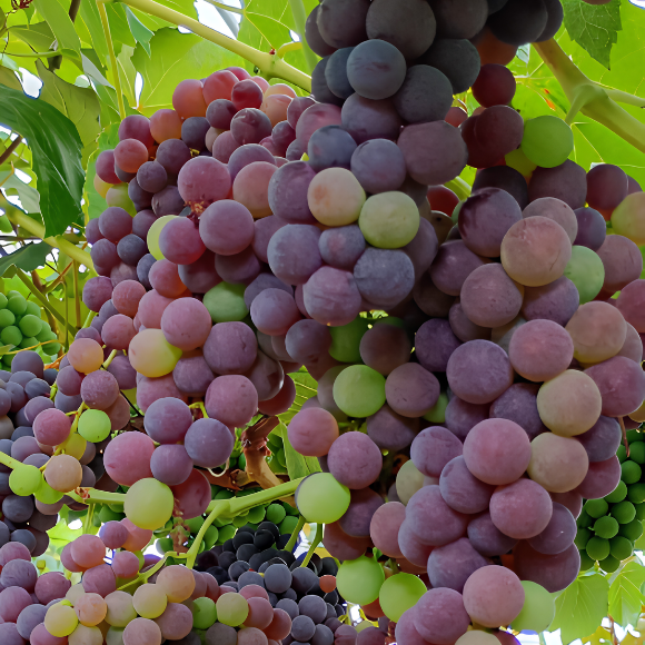 Imagem Fruto da Uva Vênus