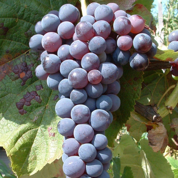 Imagem Fruto da Uva Vênus