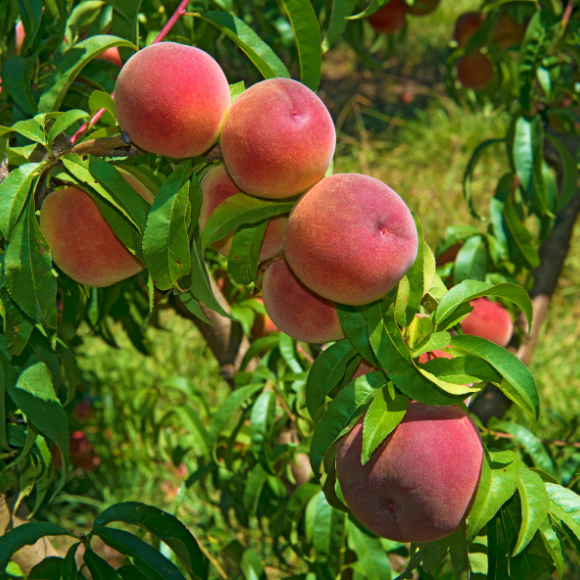 Imagem Fruto do P&ecirc;ssego Chimarrita