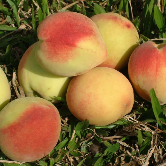 Imagem Fruto do Pêssego Chiripá