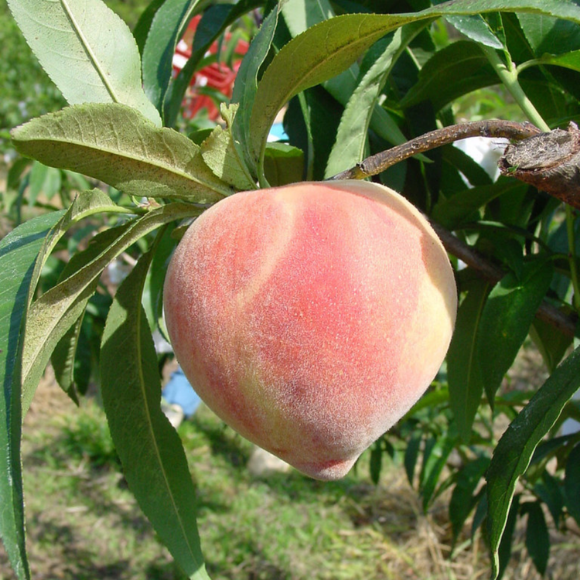 Imagem Fruto do P&ecirc;ssego Coral