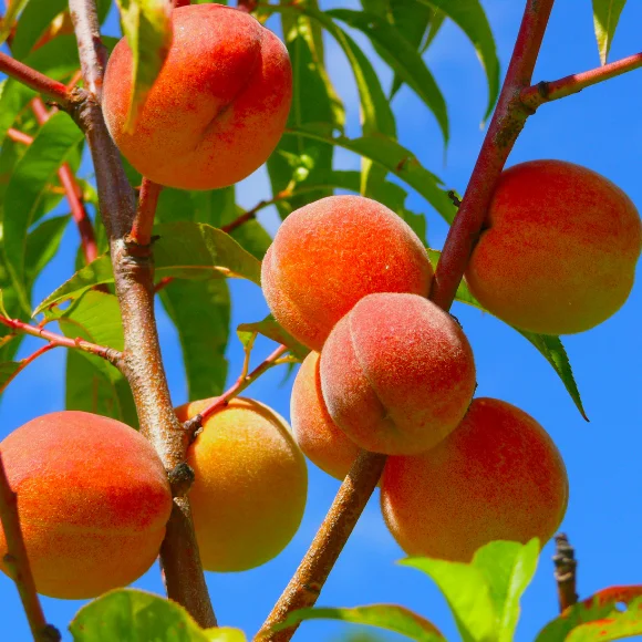 Imagem Fruto do Pêssego Delicioso