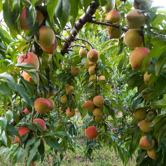 Imagem Fruto do P&ecirc;ssego Eragil