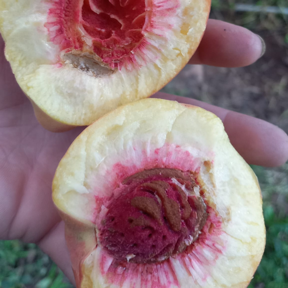 Imagem Fruto do P&ecirc;ssego Eragil