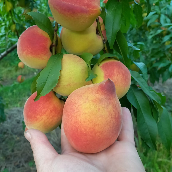 Imagem Fruto do P&ecirc;ssego Eragil