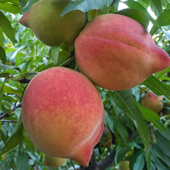 Imagem Fruto do P&ecirc;ssego Eragil