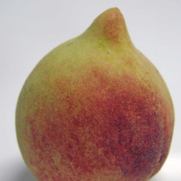 Imagem Fruto do P&ecirc;ssego Marli