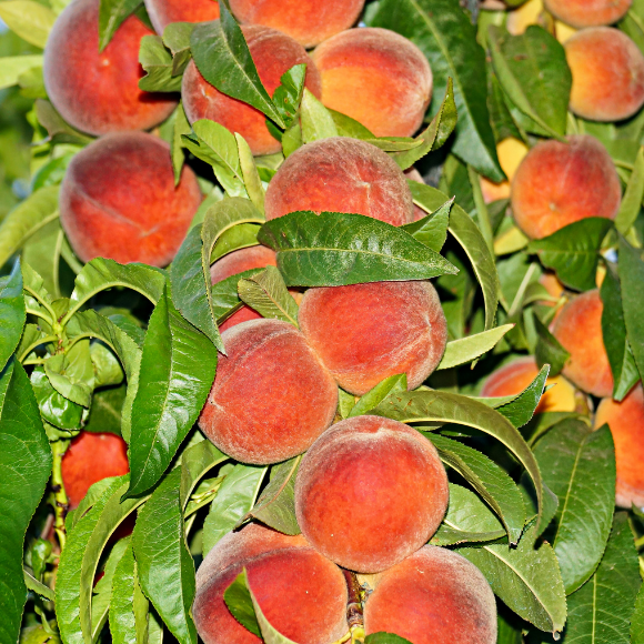 Imagem Fruto do P&ecirc;ssego Marli