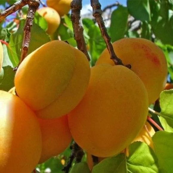Imagem Fruto do P&ecirc;ssego Precocinho