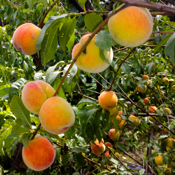 Imagem Fruto do P&ecirc;ssego Precocinho