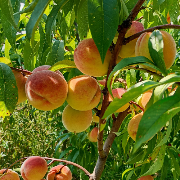 Imagem Fruto do P&ecirc;ssego Premier