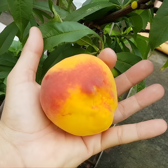 Imagem Fruto do P&ecirc;ssego Aurora
