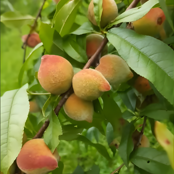 Imagem Fruto do P&ecirc;ssego Aurora