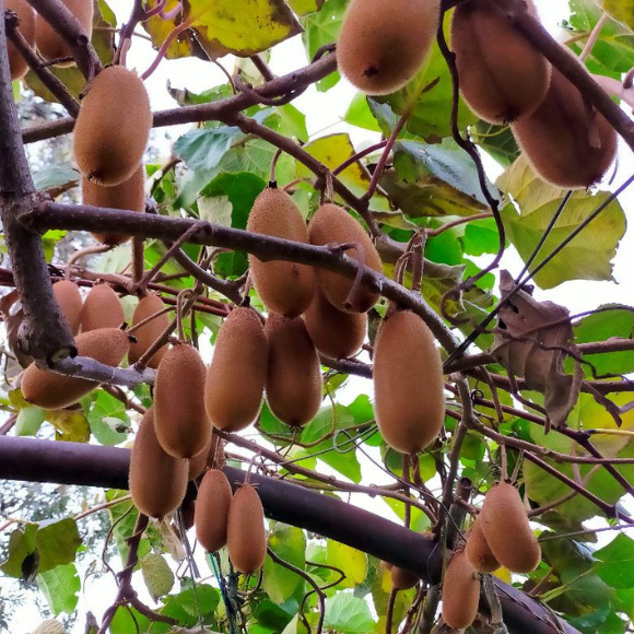 Imagem Fruto da Kiwi Bruno
