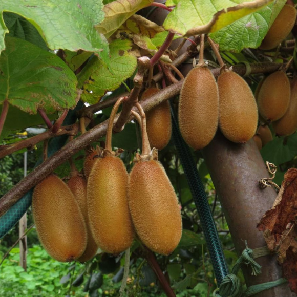 Imagem Fruto da Kiwi Bruno