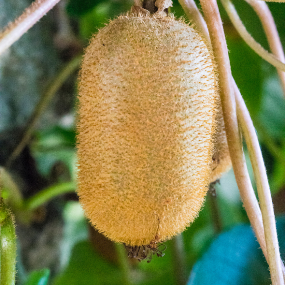 Imagem Fruto da Kiwi Bruno