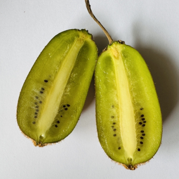 Imagem Fruto da Kiwi Bruno