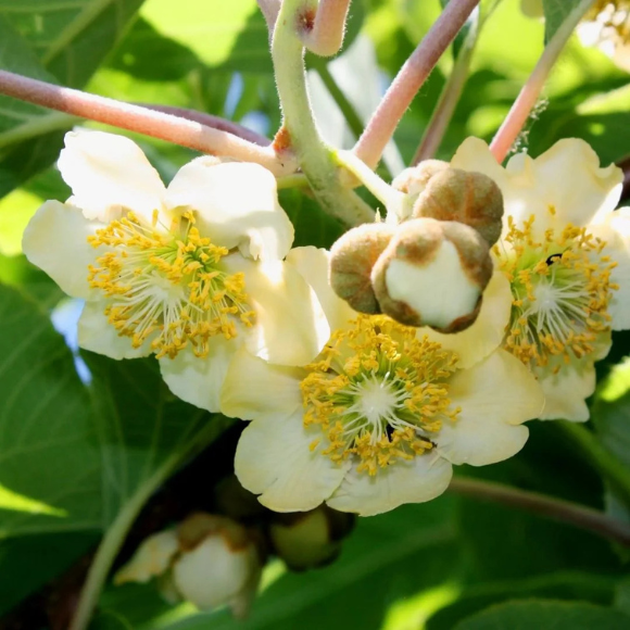 Imagem Muda de Alta Qualidade