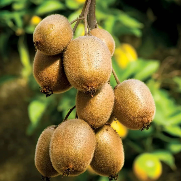 Imagem Fruto da Kiwi Matua