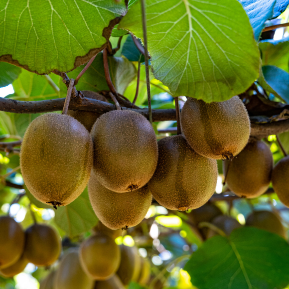 Imagem Fruto da Kiwi Golden