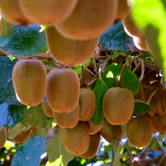 Imagem Fruto da Kiwi Monty
