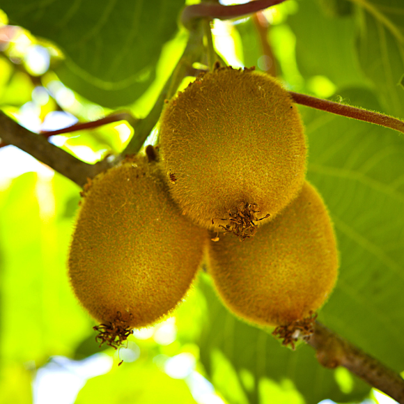 Imagem Fruto da Kiwi Monty