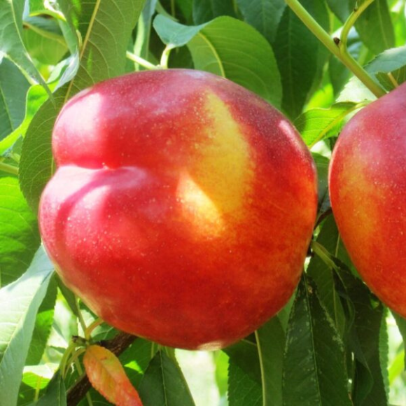Imagem Fruto da Nectarina Armking