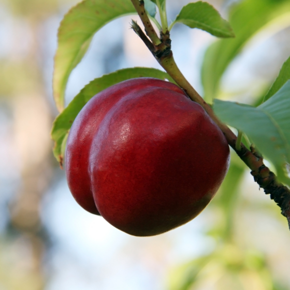 Imagem Fruto da Nectarina Armking