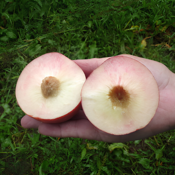 Imagem Fruto da Nectarina Branca Cathy