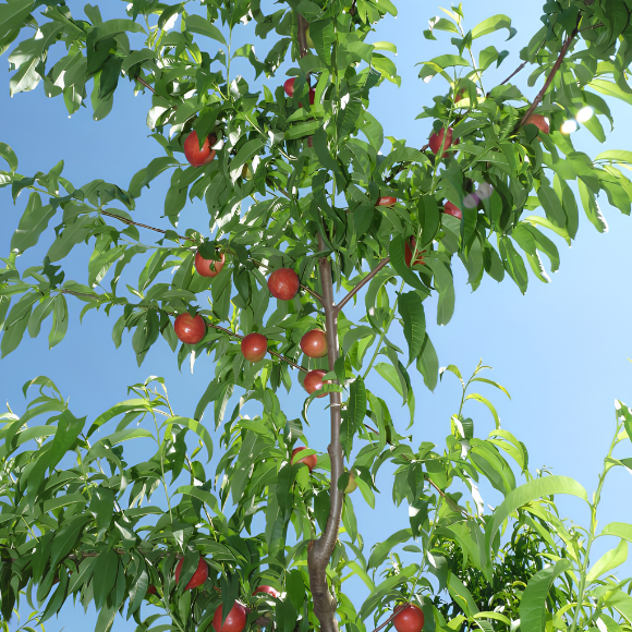 Imagem Fruto da Nectarina Branca Cathy