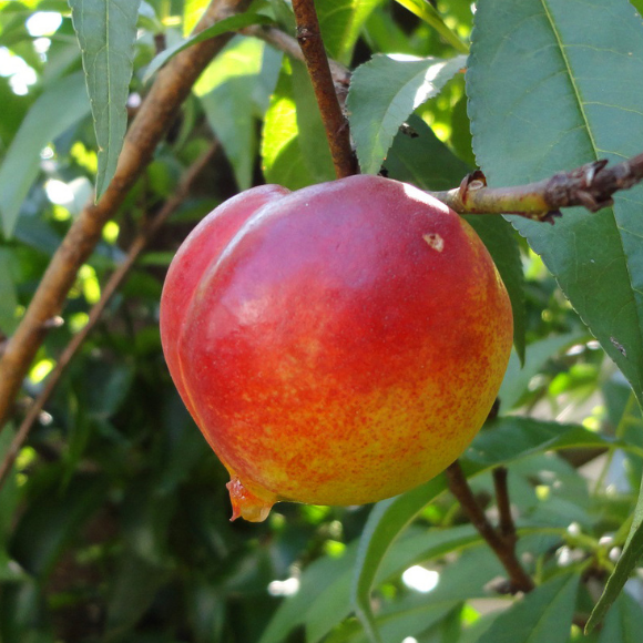 Imagem Fruto da Nectarina Branca Cathy