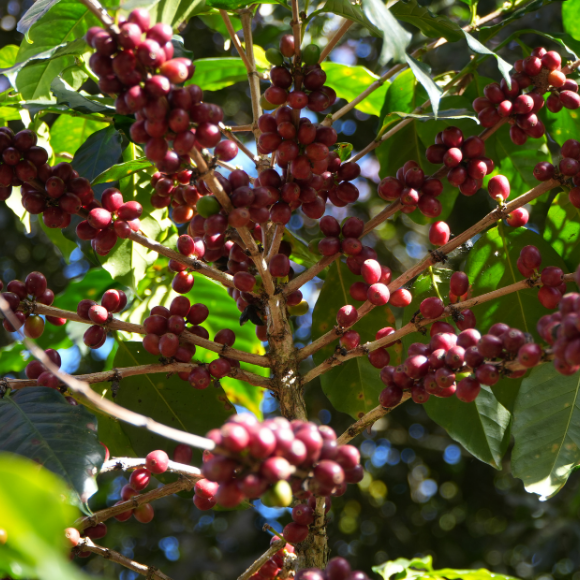 Imagem Fruto do Caf&eacute; Conilon