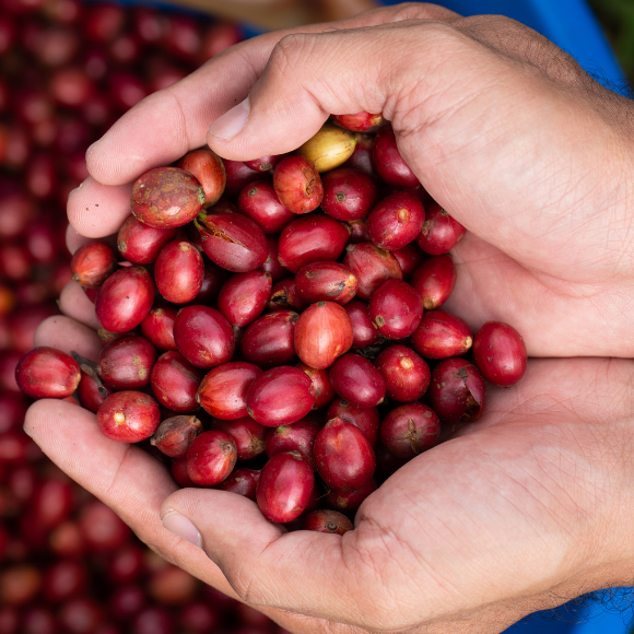 Imagem Fruto do Caf&eacute; Conilon