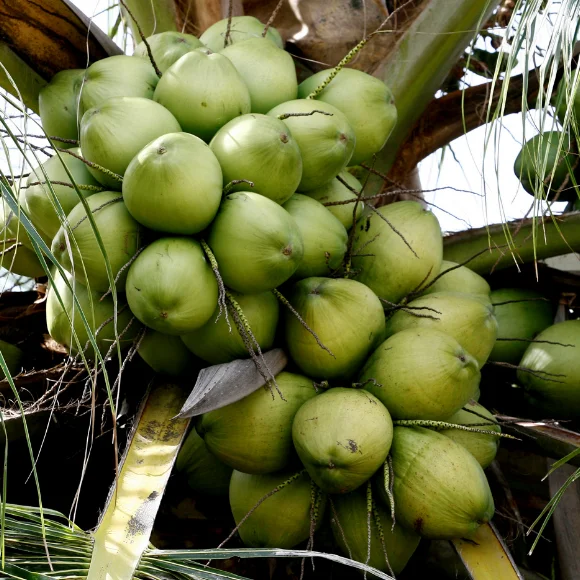 Imagem Fruto do Coco da Bahia