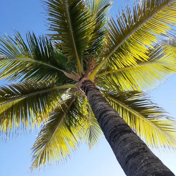 Imagem Fruto do Coco da Bahia