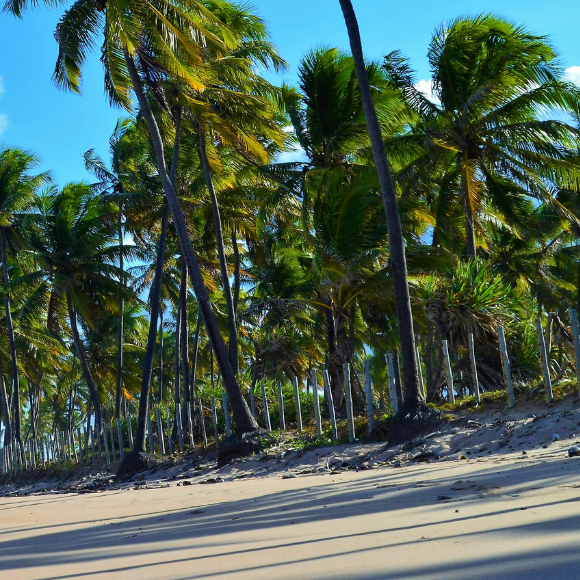 Imagem Fruto do Coco da Bahia