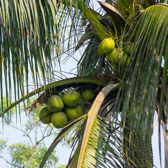 Imagem Fruto do Coco da Bahia