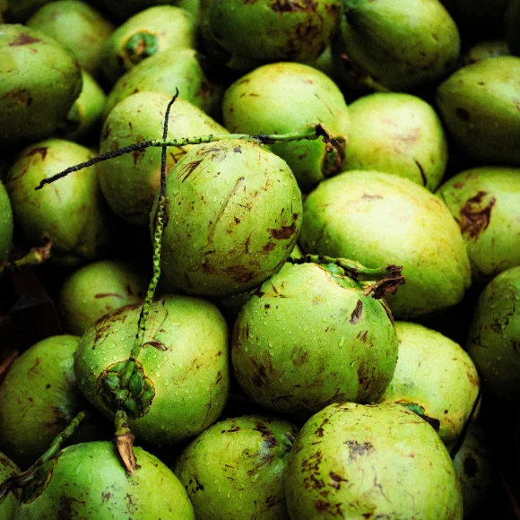 Imagem Fruto do Coco da Bahia
