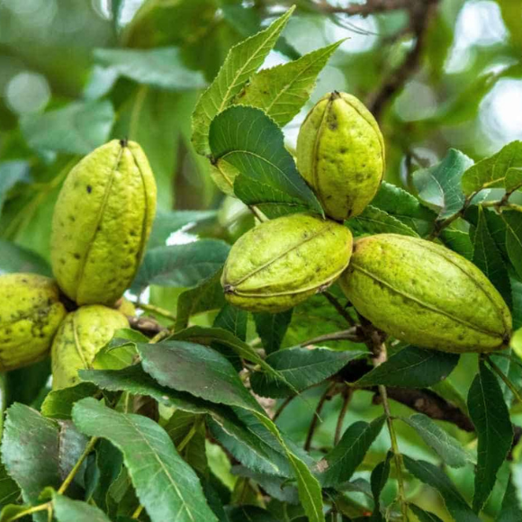 Imagem Fruto da Noz Pec&atilde; Barton