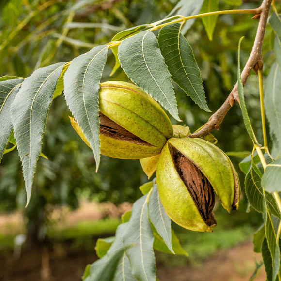 Imagem Fruto da Noz Pec&atilde; Barton
