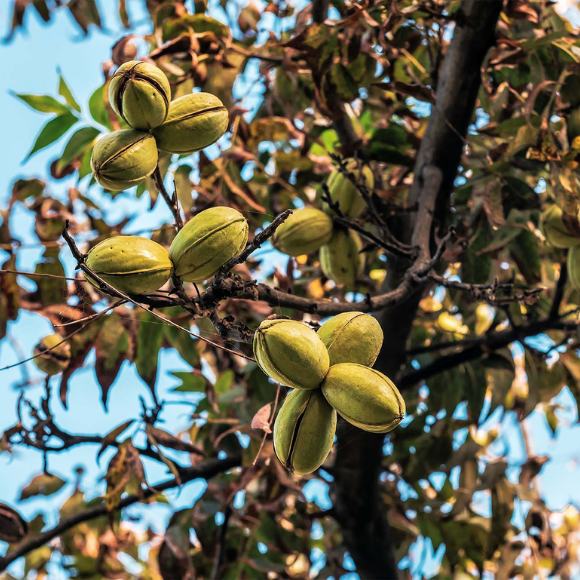 Imagem Fruto da Noz Pec&atilde; Imperial