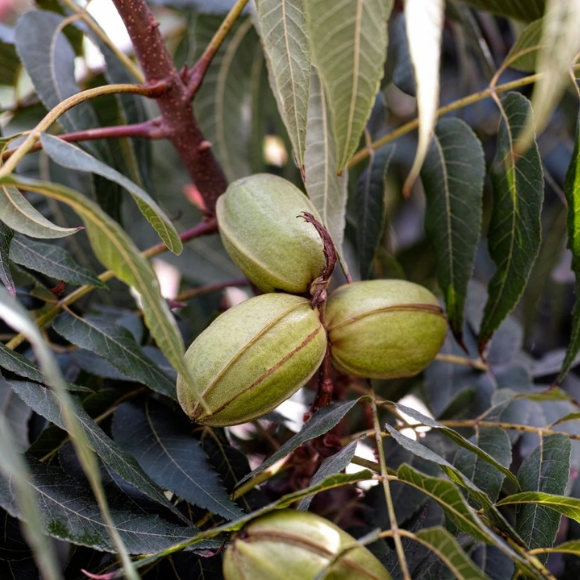 Imagem Fruto da Noz Pec&atilde; Imperial