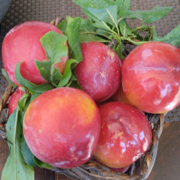 Imagem Fruto da Ameixa Santa Rosa