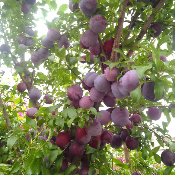 Imagem Fruto da Ameixa Santa Rosa