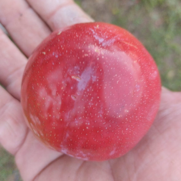 Imagem Fruto da Ameixa Santa Rosa
