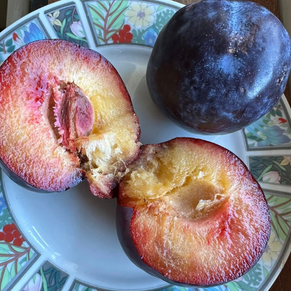 Imagem Fruto da Ameixa Santa Rosa