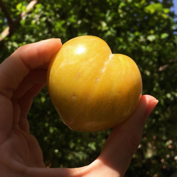 Imagem Fruto da Ameixa Kelsey