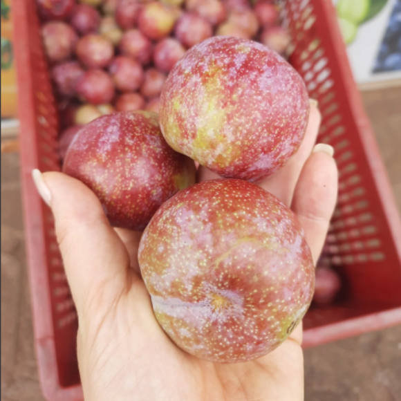 Imagem Fruto da Ameixa Pluma 7