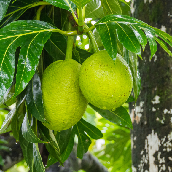 Imagem Fruto da Fruta P&atilde;o
