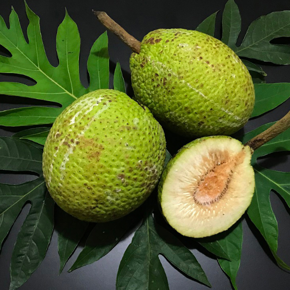 Imagem Fruto da Fruta P&atilde;o